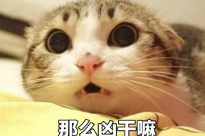 猫被吓到的表情包