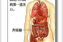 人体器官的资料